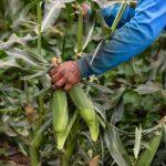Crop tour projects record 2025 U.S. corn harvest, but disease could hit yields