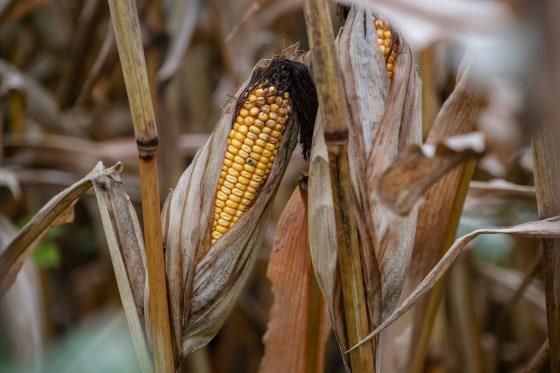 Is America on the cusp of a farm crisis?